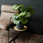 Pauwenplant in woonkamer